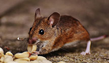 24 Hour & Emergency Exterminators in Paradise Lake, IN